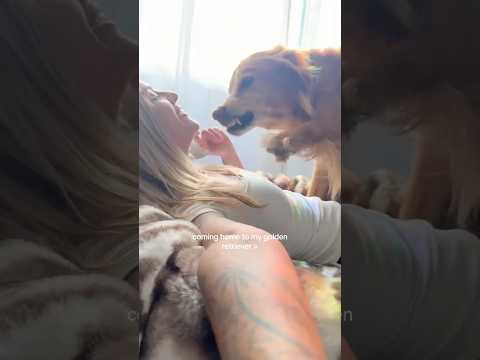 coming home to my golden retriever🥵 goldenretreiver dog ind… サムネイル
