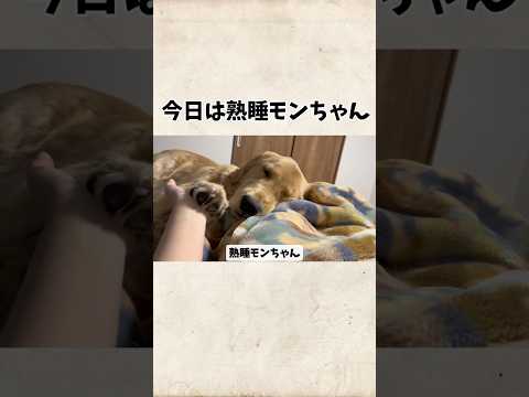 熟睡モンちゃんゴールデンレトリバー goldenretriever サムネイル