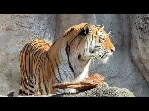 プレゼントされたシカのお肉(屠体給餌)を連れて走るサーシャちゃん🤭　今日はサーシャの日　アムールトラ　浜松市動物園にて… サムネイル