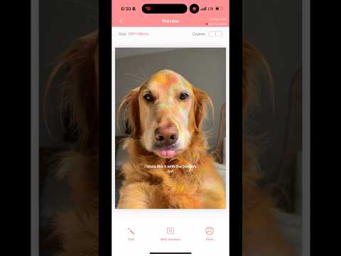 dog-tor coby to rescue🛟goldenpup puppy goldenpupppy dogbree… サムネイル