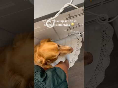 coming home to my golden retriever😍retreiver dog puppy gold… サムネイル