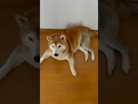 柴犬福 姉からプロテイン入りヨーグルトもらうターキーレッグ先輩🤣Sis and Shiba🤣姉と柴 shorts fu… サムネイル