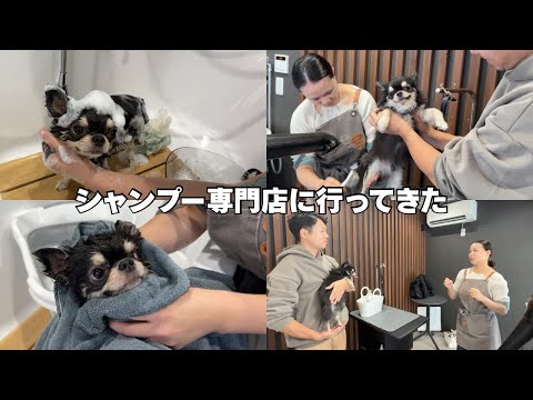 知らないと損！犬がこんなに変わる“正しい洗い方”がこちら サムネイル