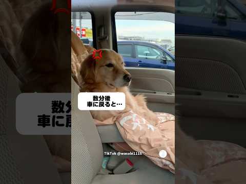 車に置いて行かれてブチギレてるゴールデンレトリバー　　　　　　ゴールデンレトリバー   大型犬　犬　かわいい犬 犬のい… サムネイル