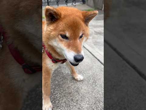 ’26.4.25 力丸のピクニック気分… 柴犬 shibainu 柴犬のいる暮らし 柴犬の日常 食べる犬 遊ぶ犬 力丸 サムネイル