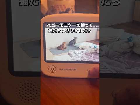 猫たちにベビーモニターを使って遠隔で話しかけてみたら スコティッシュフォールド 猫 ベビーモニター shorts サムネイル