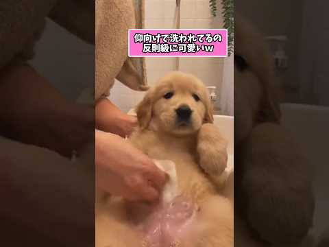 仕事で疲れた皆に贈る笑いと癒しのゴールデンパピー5選ww　ゴールデンレトリバー子犬 笑える 癒し 子犬のいる生活 子犬… サムネイル