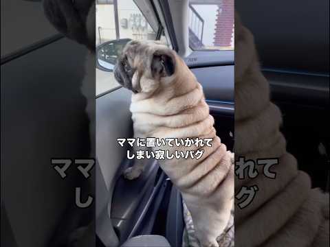 外は残暑が厳しいから娘と2人で車でお留守番するパグ パグ 留守番 パグのいる生活 shorts サムネイル