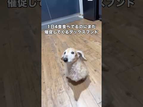 さっきおやつあげたのにまだまだ欲しいと一生懸命催促してくる犬 ミニチュアダックスフンド ダックスフンド ダックス sh… サムネイル