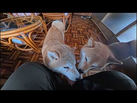 倒れて5日目 休診日なのでモモさんたちに癒やして貰いました サムネイル