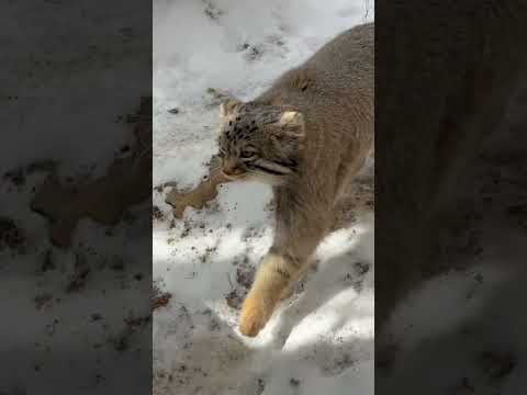 shorts ナゴムくん アブちゃんは見えましたか？　マヌルネコ　那須どうぶつ王国にて　2026年2月1日 サムネイル