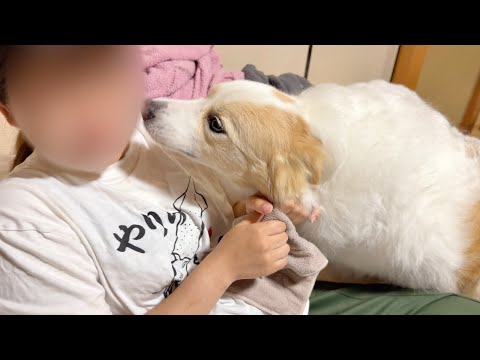 突然泣き出したママを慰めようとする優しい犬...【ボーダーコリー・ゴールデンレトリバー】