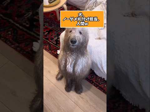 仕事で疲れた皆に贈る笑いと癒しのワンコ5選ww　犬 笑える 癒し 犬のいる暮らし 犬のいる生活 犬好きさんと繋がりたい… サムネイル