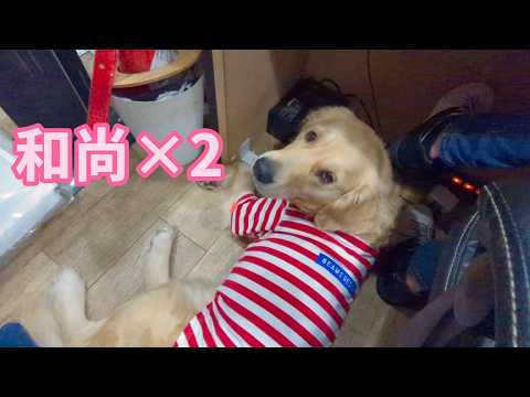 2026年和尚×2。ゴールデンレトリバーティト サムネイル