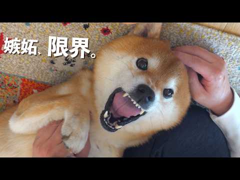 甘えんぼ選手権をしたら親分の嫉妬が止まらない。 サムネイル