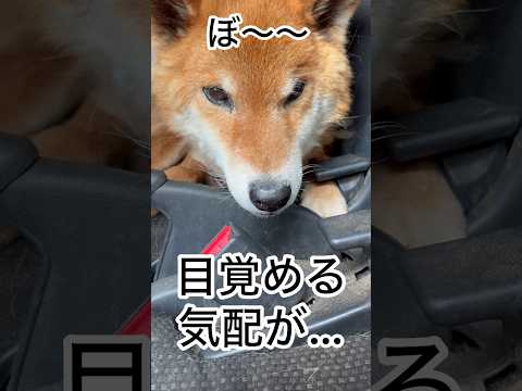 ’26.5.20 力丸の朝と夕… 柴犬 shibainu 柴犬のいる暮らし 柴犬の日常 車中泊犬 見守り 力丸