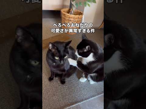 ハチワレこんぶのぺろぺろおねだりが可愛すぎる件。振られるまでがこんぶらしい。 ハチワレ ハチワレ猫 黒猫 shorts サムネイル