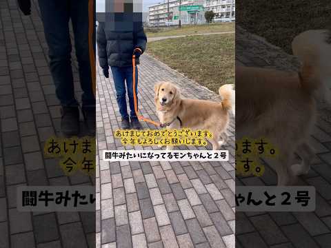 あけましておめでとうございます。goldenretriever ゴールデンレトリバー サムネイル