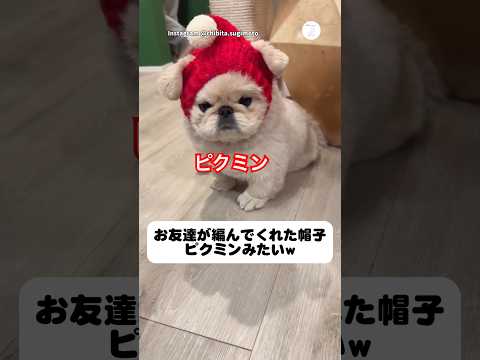 ピクミンみたいになった犬、可愛すぎる　ペキニーズ　犬　かわいい　ピクミン 犬のいる暮らし サムネイル