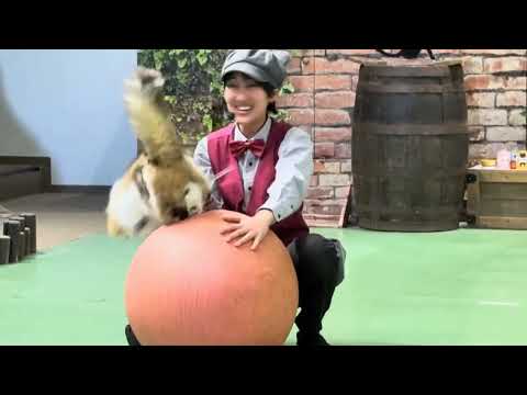 キャッツ納めしてきました　今年最後のネコによるショー　ザ・キャッツ　那須どうぶつ王国　2025年12月31日 サムネイル