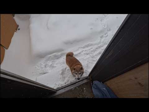 お外！お外！と騒ぐので出したのに勢い良く戻って来る猛吹雪の日 サムネイル