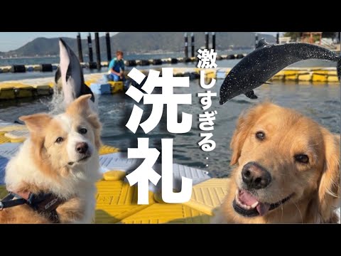 【衝撃】イルカと友達になりたい犬...予想外の洗礼を受けました...w サムネイル