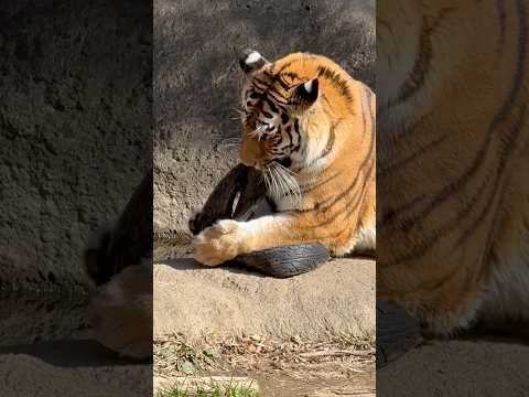 shorts サーシャちゃん 昨日貰ったタイヤで遊ぶ☺️ アムールトラ　浜松市動物園にて　2026年2月15日 サムネイル