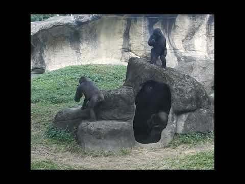 gorilla D'jeeco 27y1m old dad & son Jabali 5y1m old。Ringo 4… サムネイル