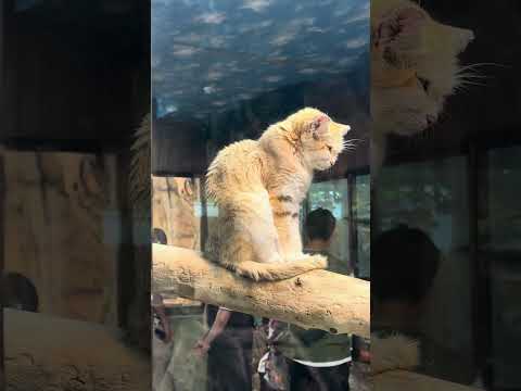 shorts スナネコのジャミールさん　那須どうぶつ王国　IMG 8008 サムネイル