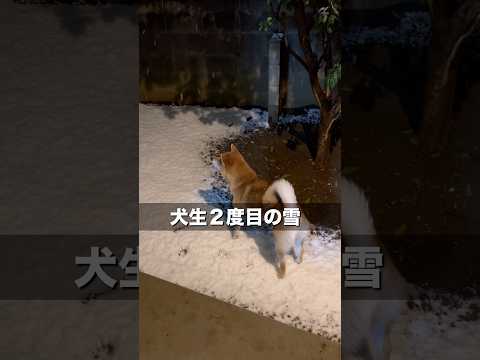 犬の肉球って特殊な血管構造によって、雪の上でも平気ってAIが言ってるけど、ほんと？人間は裸足でコレは無理よね😆　柴犬… サムネイル