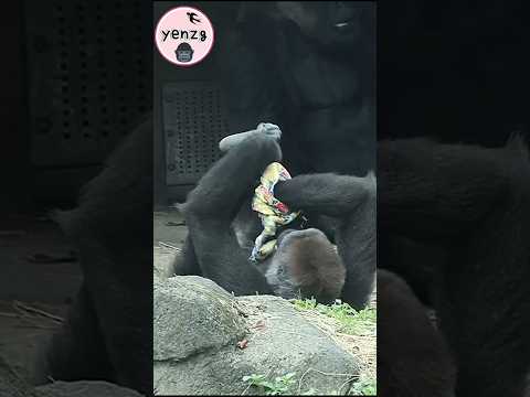 Gorilla Tayari甩布拍腳腳 gorillatag taipeizoo 金剛猩猩 台北市立動物園 サムネイル
