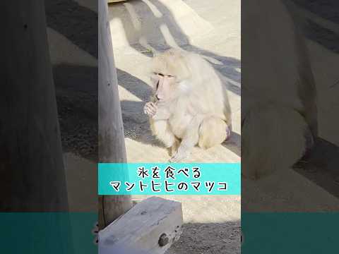氷を食べるマントヒヒ 東武動物公園 癒し かわいい zoo 動物 動物園 animals マントヒヒ 氷　冬季限定グルメ サムネイル