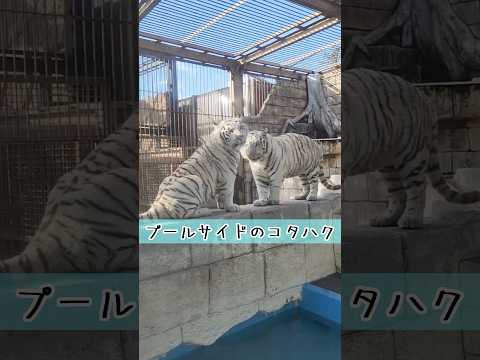 プールサイドのコタハク 東武動物公園 癒し 動物 かわいい animals zoo ホワイトタイガー ベンガルトラ　コ… サムネイル