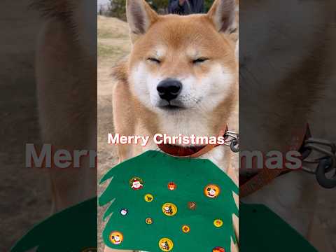 柴犬とん君、お友達とXmas会をしてきたよ🌲みんなも素敵なクリスマスを過ごしてね🎅　柴犬　柴犬とん サムネイル