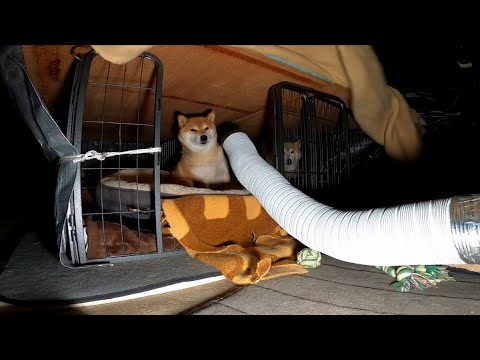 暖房入れて柴犬寝かしつけ サムネイル