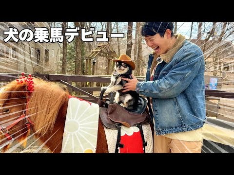 【激カワ】犬を馬に乗せてみたら・・・ サムネイル
