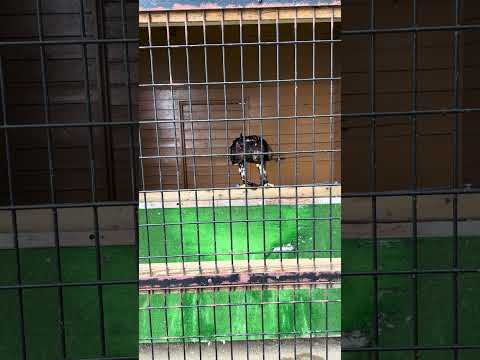 shorts ソウゲンワシ　那須どうぶつ王国　IMG 8085 サムネイル