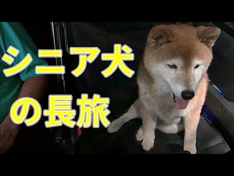 【1058】長距離ドライブする柴犬さん サムネイル