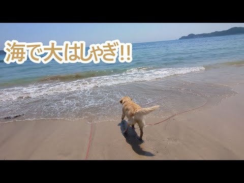 海で大はしゃぎ。ゴールデンレトリバーティト サムネイル