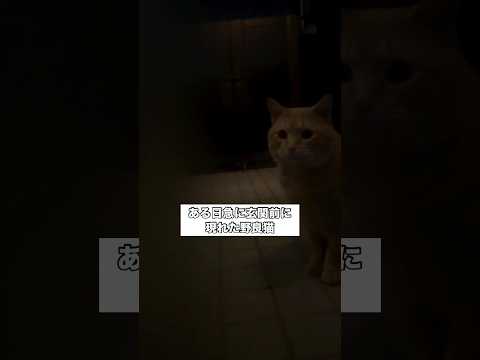 白血病を患った野良猫を保護して大切な家族として迎え入れたお話。 保護猫 野良猫 茶トラ shorts サムネイル