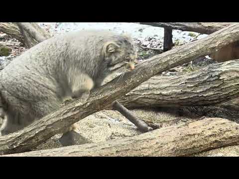 おはようナゴムくんアブちゃんシルエット☺️ マヌルネコ　那須どうぶつ王国にて　2026年1月4日 サムネイル