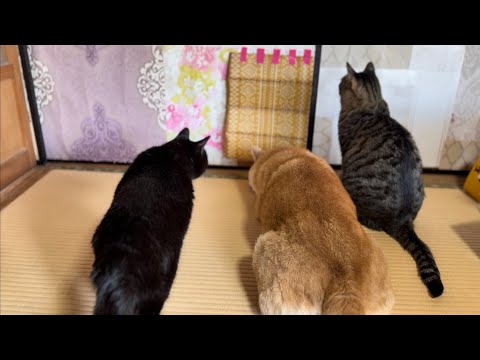 がんばれもも！新しいドアに苦戦する柴犬　Momo Struggles with the New Door サムネイル