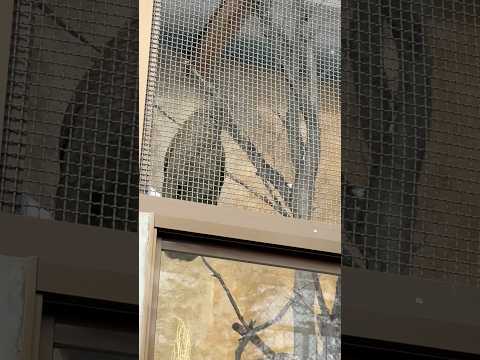 shorts 踊るレアちゃん　ケア(ミヤマオウム) 那須どうぶつ王国にて　2026年1月9日 サムネイル