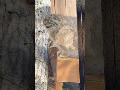 shorts お顔見せてから帰るまで1分弱のオリーヴァちゃん　マヌルネコ　埼玉県こども動物自然公園にて　2026年3月… サムネイル