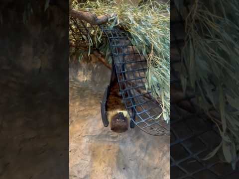 shorts しばらくリンゴ咥えたままでした〜　オリイオオコウモリ　上野動物園にて　2026年2月6日 サムネイル