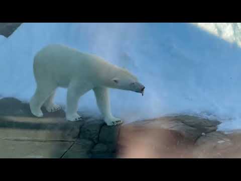 おはよう ゆめちゃん☺️   ホッキョクグマ　王子動物園にて　2025年12月27日 サムネイル