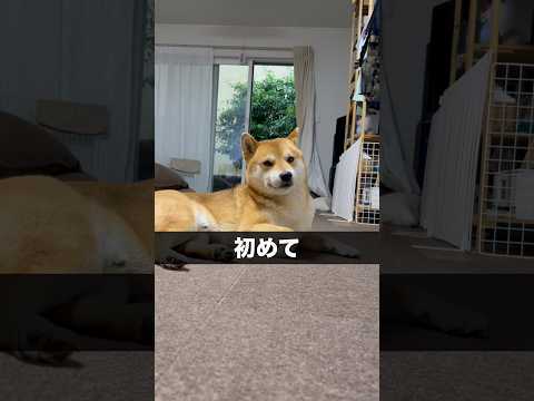 柴犬とん君の地域も予報的中で大雨　柴犬　柴犬とん サムネイル