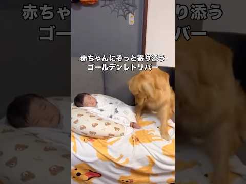 赤ちゃんが生まれて絶対寂しいはずなのに良きお兄ちゃんとして赤ちゃんの傍から離れないゴールデンレトリバー ゴールデンレト… サムネイル