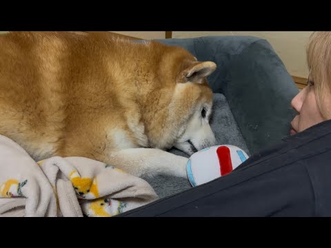 柴犬福 姉が近寄って来た時の柴犬🤣Sister and Shiba Inu🤣 サムネイル