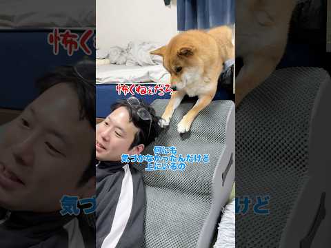 ちゃんとツッコミを入れる柴犬ww 柴犬 shorts サムネイル